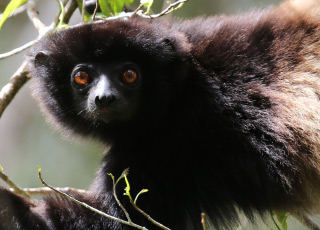6 Wildlife Encounters You Might Have on Our Madagascar Adventures