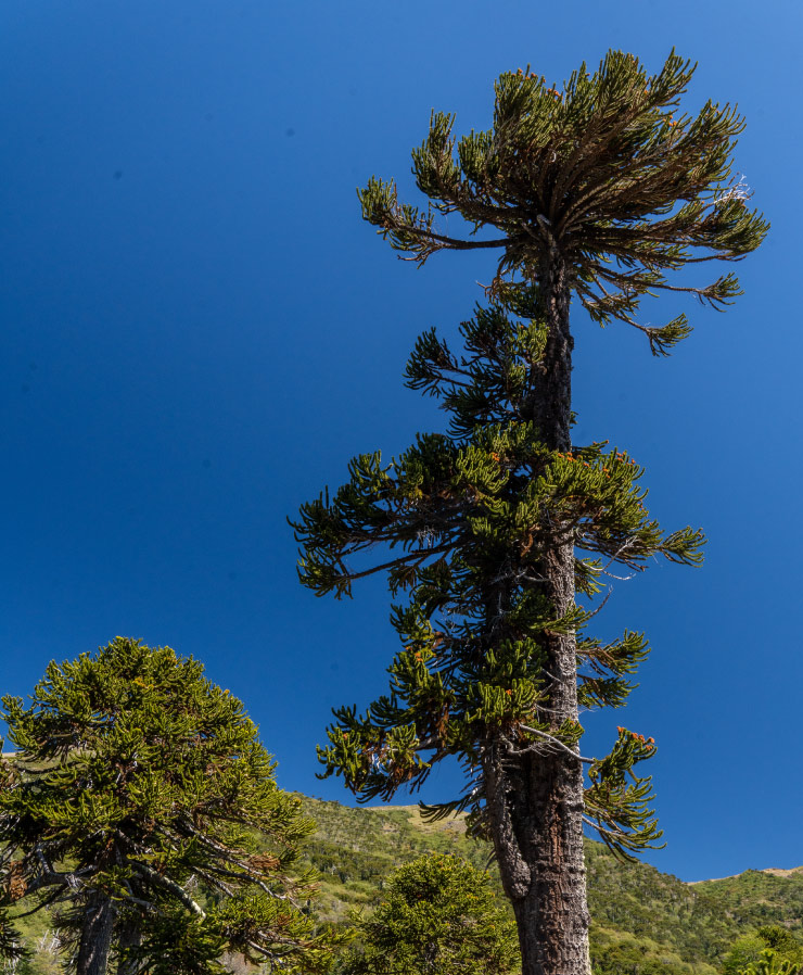 Chile cycling tours