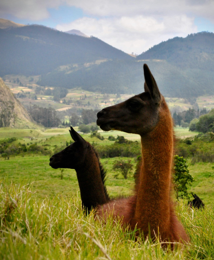Ecuador cycling tours